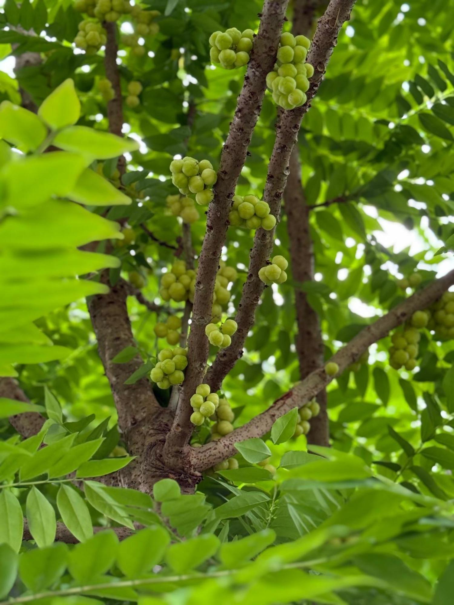 Huong Tram Homestay Ho Da المظهر الخارجي الصورة